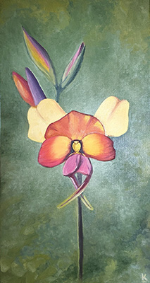 Eucalyptus Macrocarpa