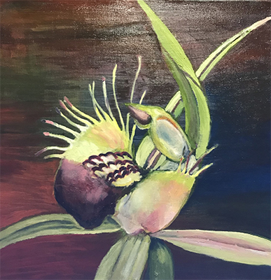 Spring Bloom - Spider Orchid Splendour